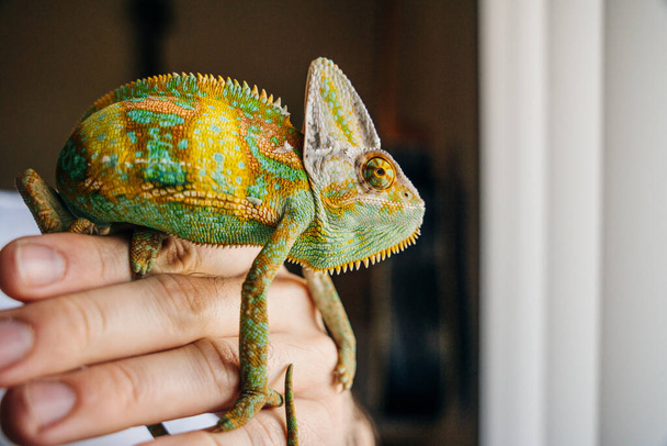 Camaleão de perto. Multicolor bonito camaleão closeup réptil com pele colorida brilhante na mão. Foto de alta qualidade - Foto, Imagem