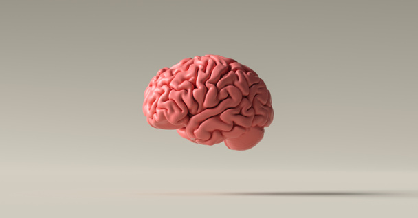 Zeminde insan beyni anatomik modeli - Fotoğraf, Görsel