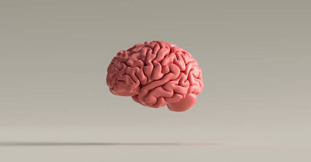 Cerebro humano contra, imagen conceptual para el feminismo y los derechos de la mujer - Foto, Imagen