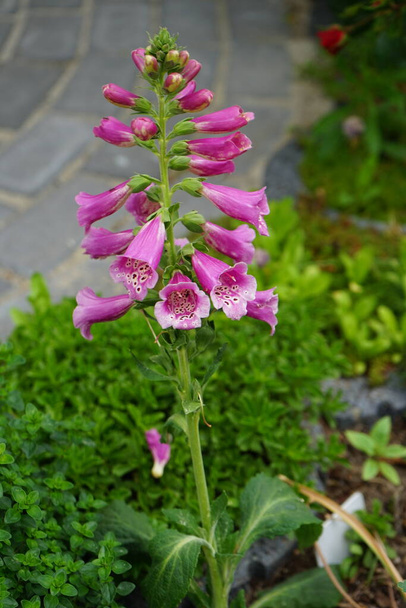Bahçede dijitalis purpurea. Digitalis purpurea, Plantaginaceae familyasından bir bitki türüdür. Berlin, Almanya  - Fotoğraf, Görsel