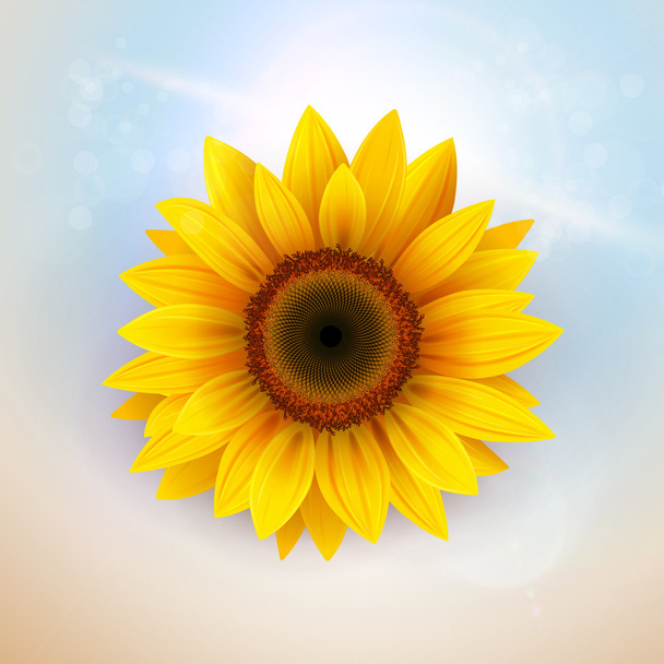 Flower Background - Vecteur, image
