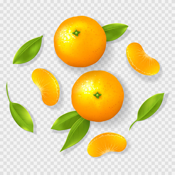 Realistic mandarin isolated on transparent background. Top view on whole mandarins, leaves and pieces. Vector illustration. - Vektör, Görsel