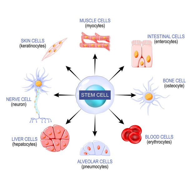 Cellule staminali di una blastocisti che possono diventare qualsiasi tessuto del corpo. ad esempio: neuroni, osteociti, enterociti, globuli rossi, miociti, epatociti, pneumociti e cellule epiteliali della pelle o cheratinociti. Utilizzo di cellule staminali per trattare la malattia - Vettoriali, immagini