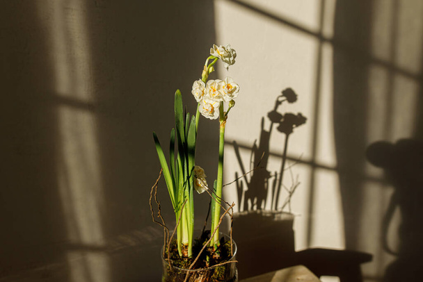 Beautiful daffodils growing in vase on rustic wooden bench on background of modern room in sunlight. Bridal daffodil arrangement. Stylish farmhouse home decor - 写真・画像