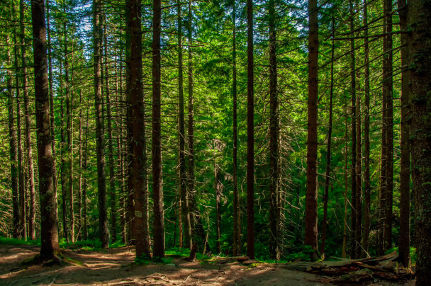 sűrű zöld erdő egy napsütéses nyári napon, természetvédelem, Erdők Világnapja - Fotó, kép