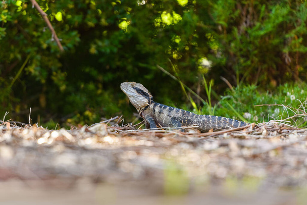 Retrato del dragón de agua australiano (Intellagama lesueurii) en su hábitat natural. - Foto, Imagen