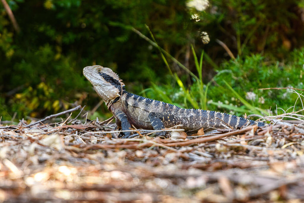 Retrato del dragón de agua australiano (Intellagama lesueurii) en su hábitat natural. - Foto, Imagen