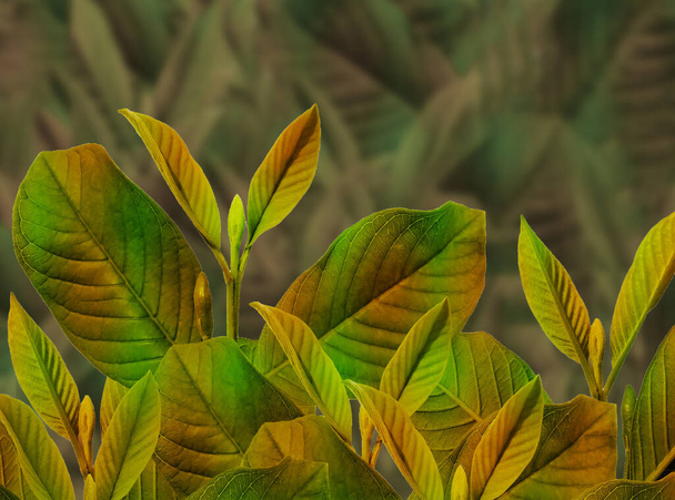 κλείσιμο των φύλλων γκουάβα με αποτέλεσμα τα κιτρινοπράσινα χρώματα στο θολό φόντο των φύλλων - Φωτογραφία, εικόνα