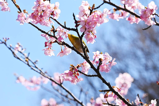 Des yeux blancs qui sucent le nectar des cerisiers en fleurs. L'oeil blanc est un oiseau qui aime le nectar des fleurs, et au printemps, il affluent pour humer et fleurs de cerisier. - Photo, image