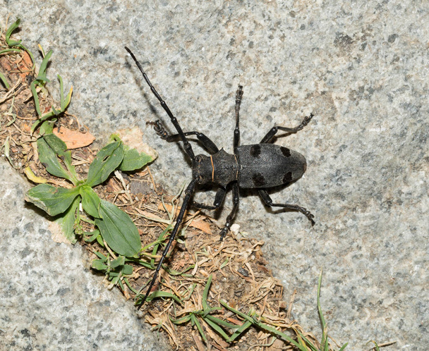 Morimus funereus è una specie di coleottero della famiglia Cerambycidae. - Foto, immagini