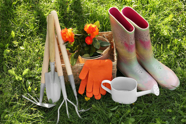 Pair of gloves, gardening tools, blooming rose bush and rubber boots on grass outdoors - Foto, Imagen