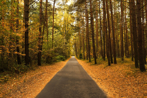 Pathway between many beautiful trees in autumn park - 写真・画像