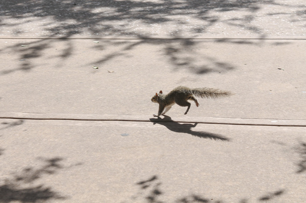 Esquilo salta na rua
 - Foto, Imagem