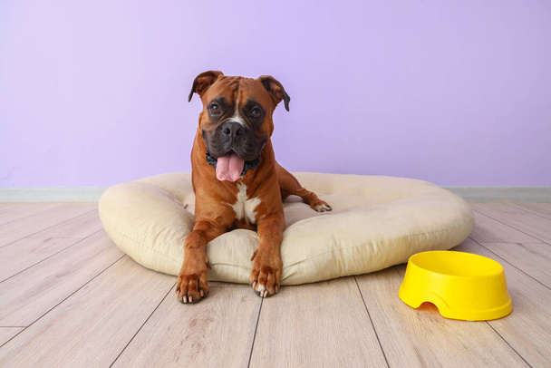 Boxer chien avec bol couché dans un lit pour animaux près du mur lilas - Photo, image