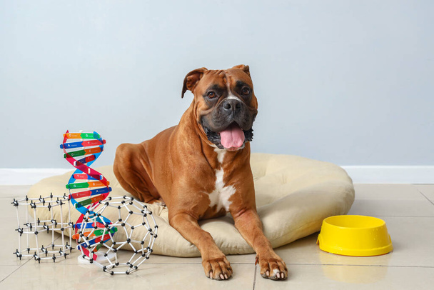 Boxer σκυλί με μοριακά μοντέλα που βρίσκονται στο κρεβάτι κατοικίδιων ζώων κοντά στο φως τοίχο - Φωτογραφία, εικόνα
