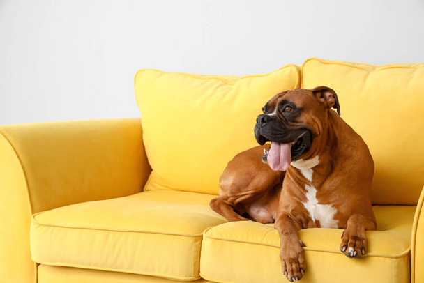 Boxer dog lying on yellow sofa near light wall - Fotó, kép