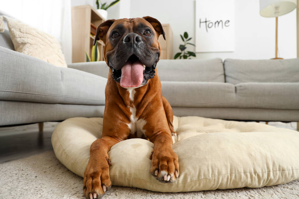 Boxer dog lying on pet bed at home - 写真・画像