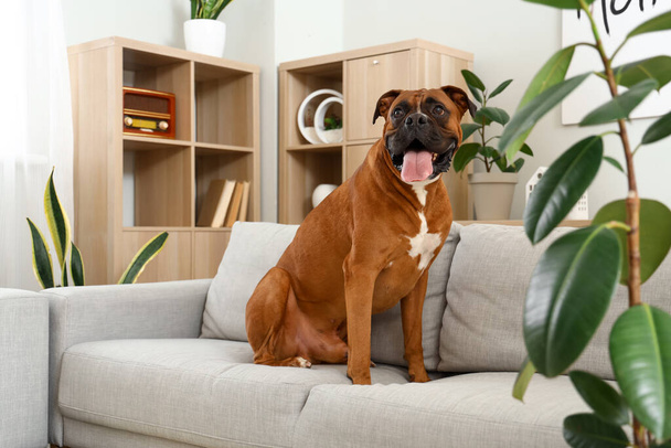 Boxerský pes sedí doma na gauči - Fotografie, Obrázek