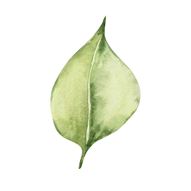 Watercolor leaf of lemon tree - Fotoğraf, Görsel