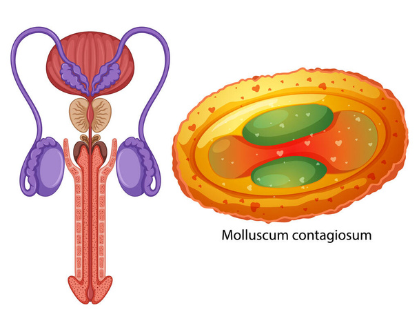 Uvnitř mužského reprodukčního systému ilustrace - Vektor, obrázek