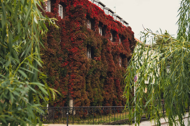 登山植物と建物のファサード、ツタは植物で覆われた壁に成長します。秋の生態系と緑の都市、都市環境の概念に住んでいる。グダニスク・ポーランド。バイオフィリア屋外デザイン持続可能な - 写真・画像