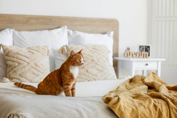 Aranyos piros macska ül az ágyon otthon - Fotó, kép