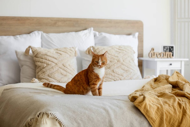 Gato vermelho bonito sentado na cama em casa - Foto, Imagem