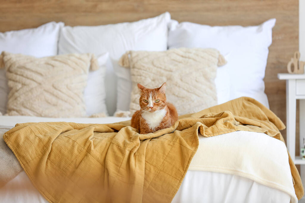 Cute red cat lying on blanket in light bedroom - Fotó, kép