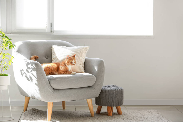 Lindo gato rojo acostado en un sillón gris en la sala de estar - Foto, Imagen