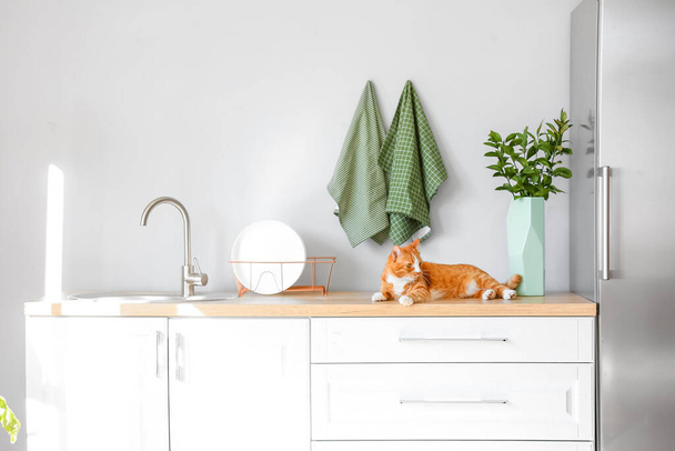 Cute red cat lying on counter in light kitchen - Fotografie, Obrázek