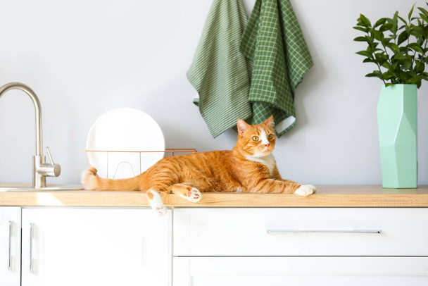 Симпатичная рыжая кошка, лежащая на прилавке в светлой кухне - Фото, изображение