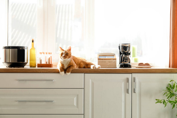 Mignon chat rouge couché sur le comptoir dans la cuisine - Photo, image