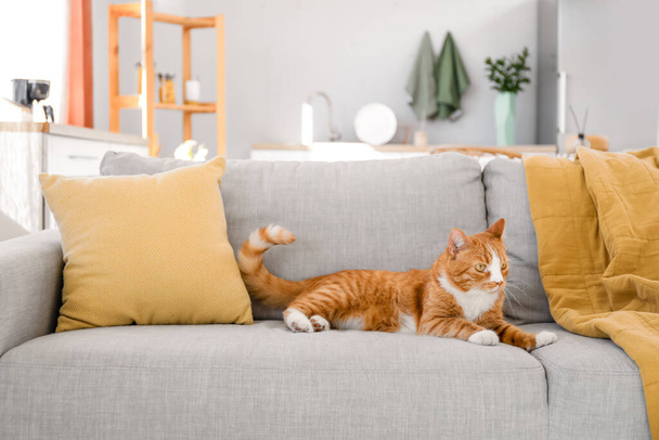 Roztomilá červená kočka ležící na šedém gauči doma - Fotografie, Obrázek