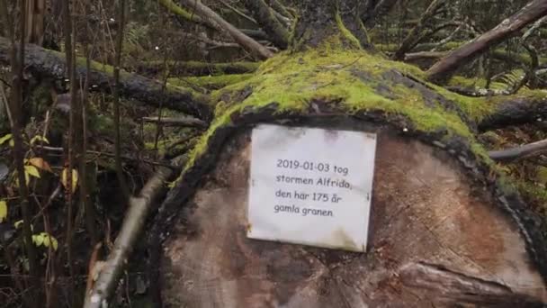 Nature Aftermath, albero di 175 anni caduto dopo la tempesta Stormen Alfrida Up Close. Filmati 4k di alta qualità - Filmati, video