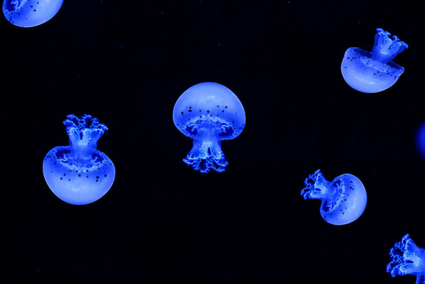 Знімаючи макро - медузу, ми підпливаємо під воду. - Фото, зображення