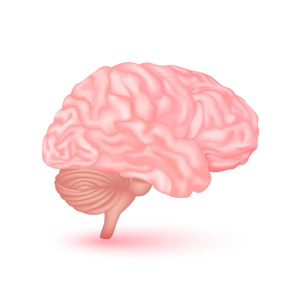 Model anatomii mózgu odizolowany na białym tle. Główny narząd ludzkiego ciała. Medycyna i nauka. Wektor 3D. - Wektor, obraz