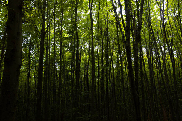 Silhouet van bomen in donker uitzicht op het bos. Moody bos. Hoge bomen in weelderig bos. - Foto, afbeelding