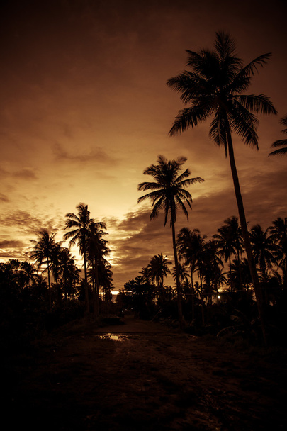 Sonnenuntergang mit Palmen Silhouette-Philippinen - Foto, Bild