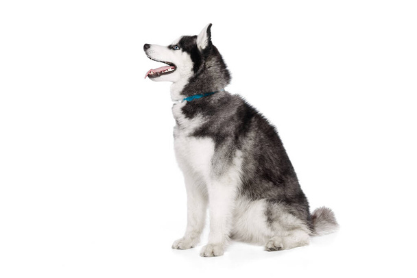 Portrait of groomed puppy of Husky dog sitting on floor and looking at side isolated on white background. Pet looks groomed. Concept of animal, care, health and beauty - Photo, Image