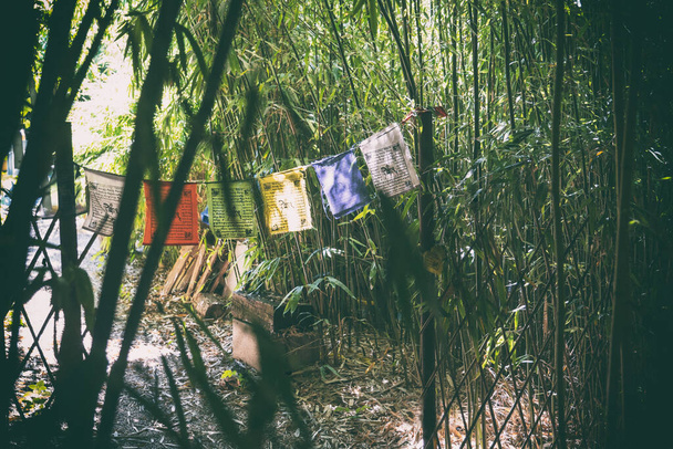 bambúes en un bosque de bambú - Foto, imagen