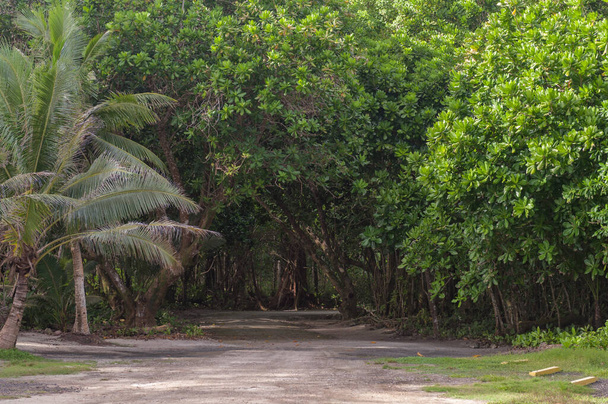 Jungle Road in Peleliu, Palau Island. Micronesia - Foto, Bild