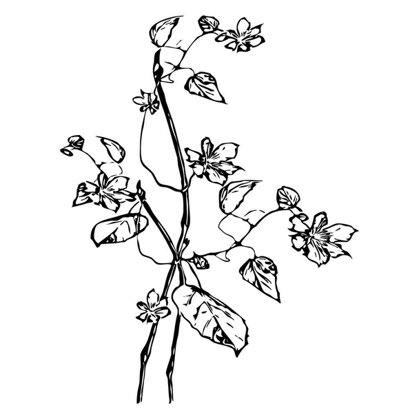 Vector illustration. Black flowers on a white background. - Вектор,изображение