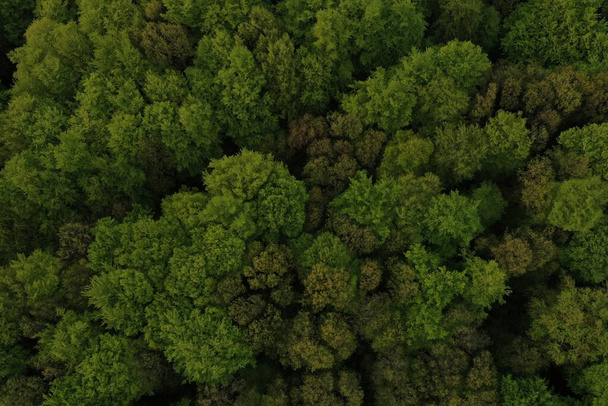 Summer warm sun light forest aerial view - Φωτογραφία, εικόνα