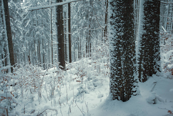 belle forêt d'hiver avec des arbres enneigés - Photo, image