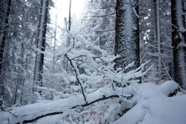 Χειμερινό δάσος στο χιόνι - Φωτογραφία, εικόνα
