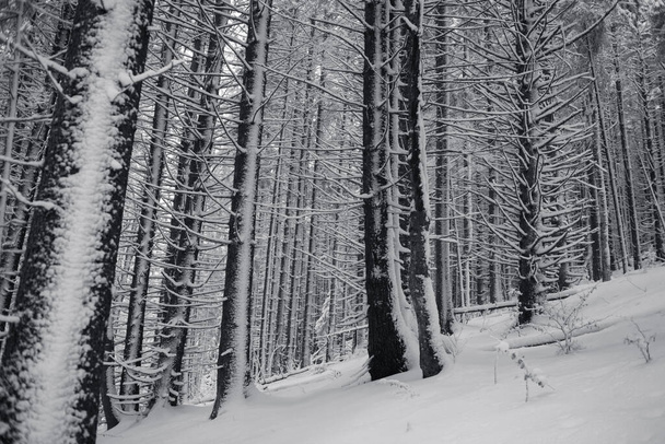 зимний лес с заснеженными деревьями в черно-белом  - Фото, изображение