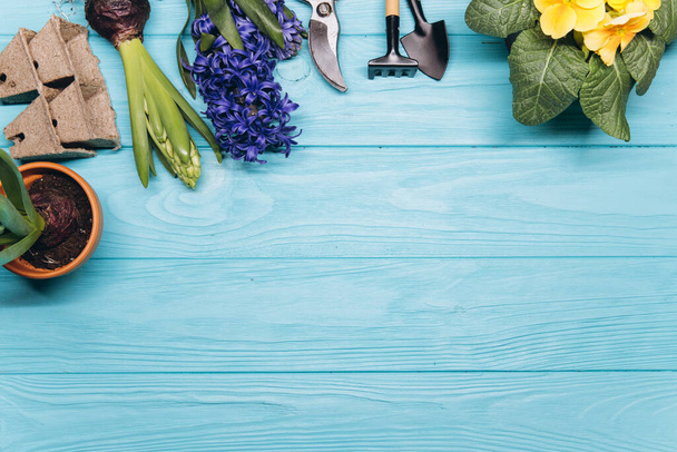 Narzędzia ogrodnicze i kwiaty na niebieskim drewnianym tle widok z góry. Strona główna Wiosenne hobby ogrodnictwa. - Zdjęcie, obraz