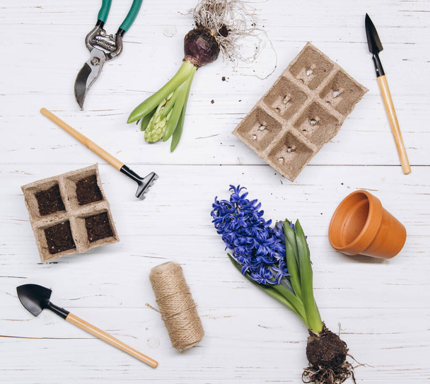 Gartengeräte und Utensilien auf weißem Holzgrund, Draufsicht, Gartenpflege, Gartengestaltung und Hobbykonzept - Foto, Bild
