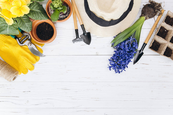 Gardening background. Hyacinth and primula flowers with garden tools on the white wooden background. Top view with copy space. - Foto, imagen