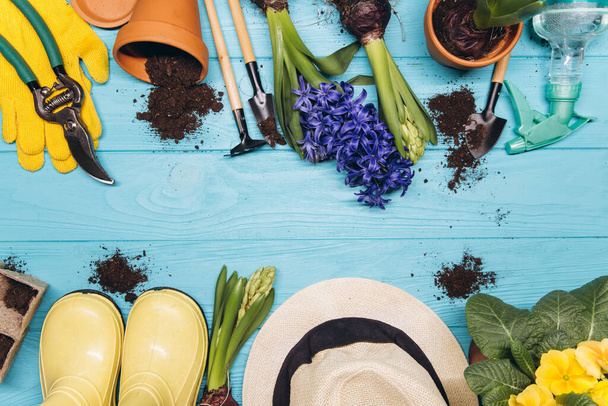 Gardening tools and flowers on blue wooden background top view. Home spring gardening hobbies. - 写真・画像